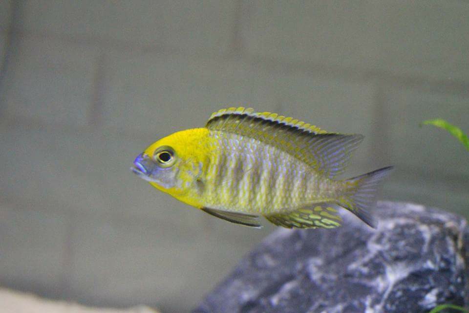 Lethrinops sp. "yellow collar" 